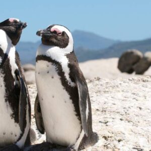 Mystic Mind Retreat in Capetown (South Africa)